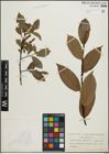 Foto von Salix pentandra L.